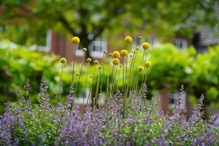 Pestovanie kraspédie v záhrade