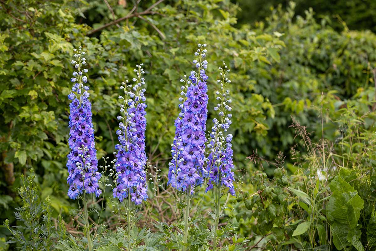 Pestovanie modrej stračonôžky v záhrade
