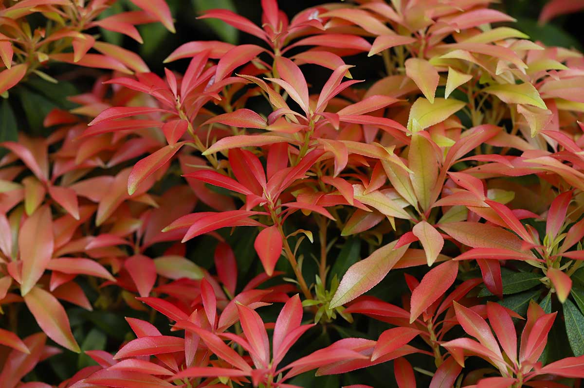 Pieris japonský ‘Forest Flame’