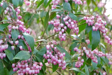 Pieris japonský ‘Katsura’