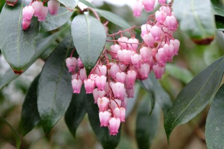 Kvitnúci pieris japonský s ružovými zvončekovitými kvetmi