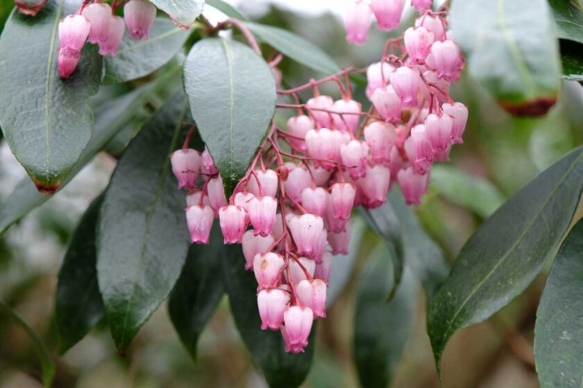Kvitnúci pieris japonský s ružovými zvončekovitými kvetmi