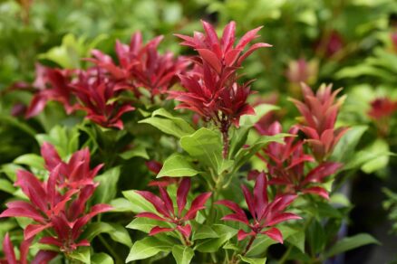 Pieris japonský ‘Mountain Fire’