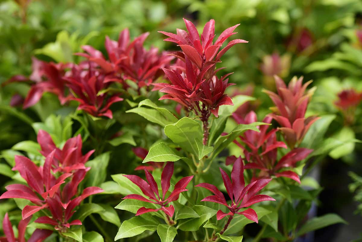Pieris japonský ‘Mountain Fire’