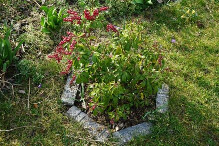 Pestovanie pierisu v záhrade