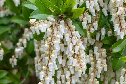 Pieris japonský ‘Stöckmann’