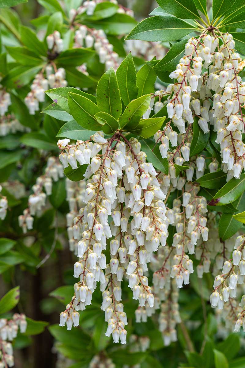 Pieris japonský ‘Stöckmann’