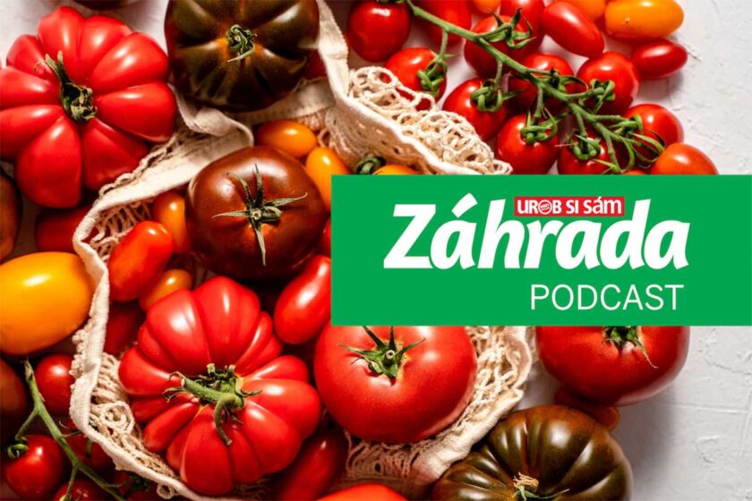 Podcast Záhrada o dopestovaní najsladších a najchutnejších paradajok v záhrade