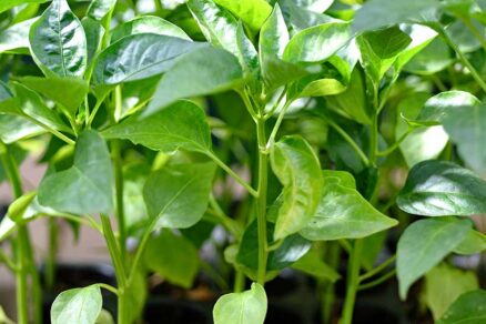 Rastúce rastliny papriky v svetlých podmienkach