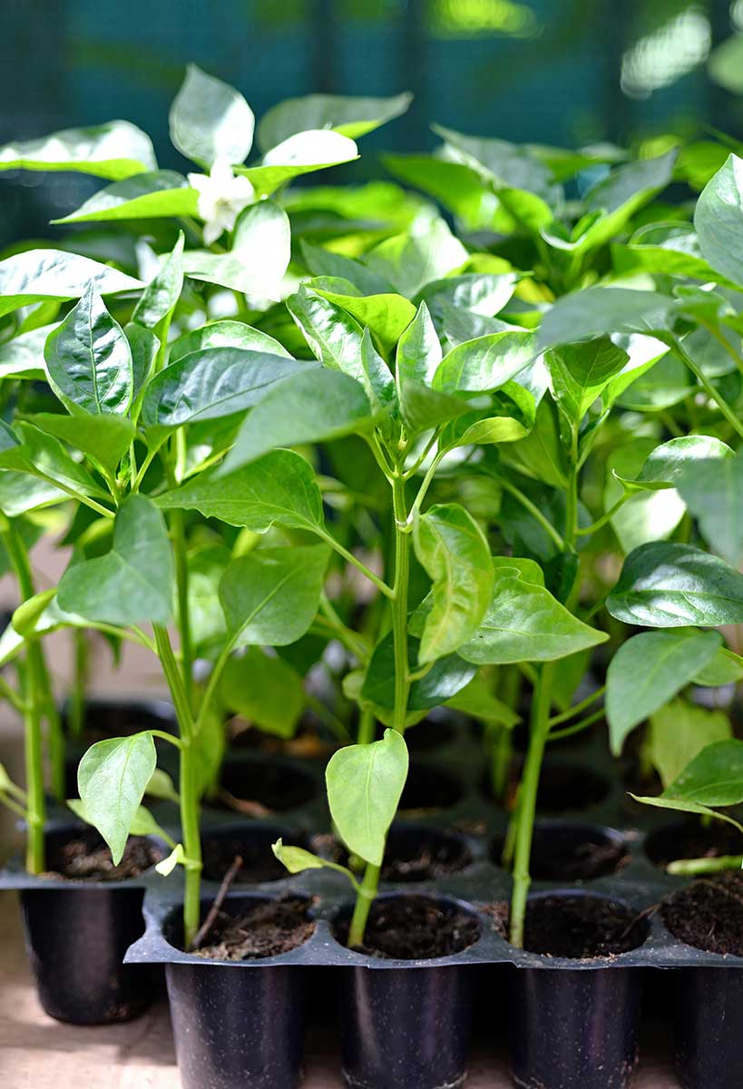 Rastúce rastliny papriky v svetlých podmienkach 