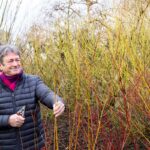 Odobratie odrezkov rastlín na rozmnoženie