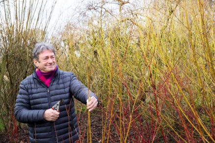 Odobratie odrezkov rastlín na rozmnoženie