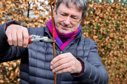 Odrezanie drevitého výhonku na množenie