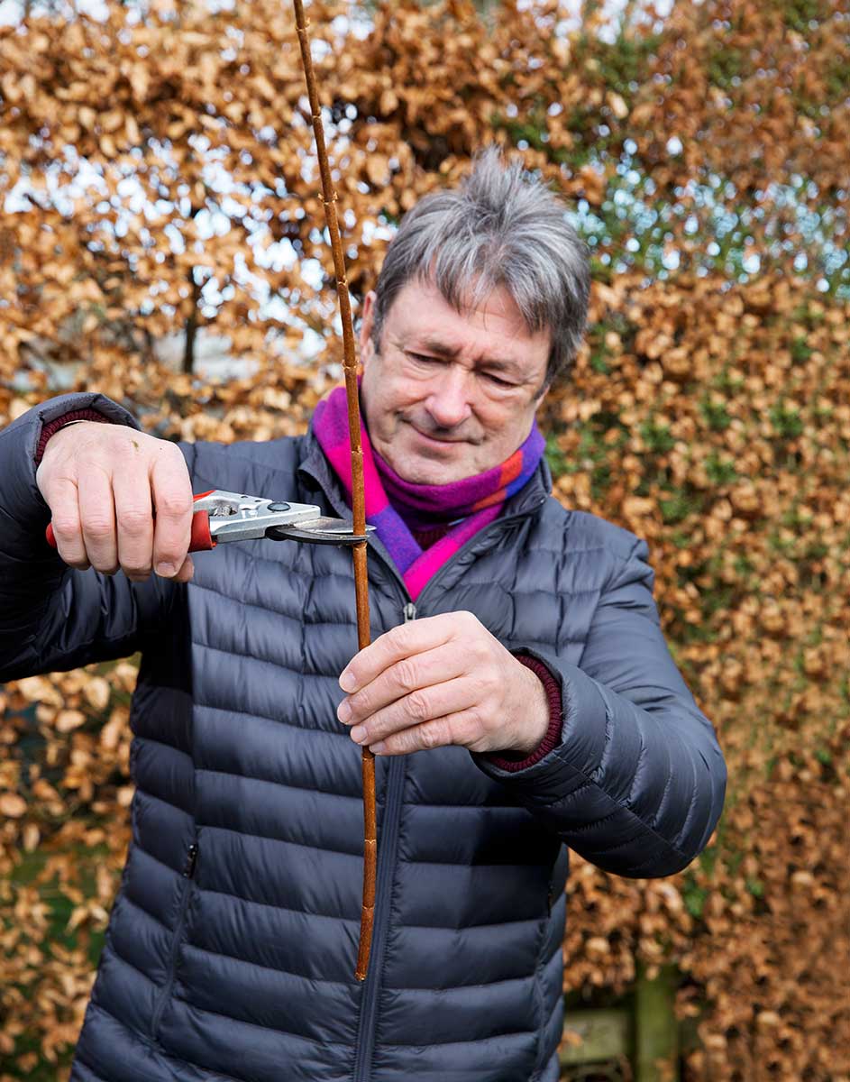 Odrezanie drevitého výhonku na množenie