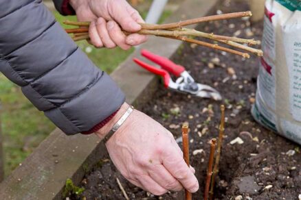 Vkladanie odrezkov do pôdy