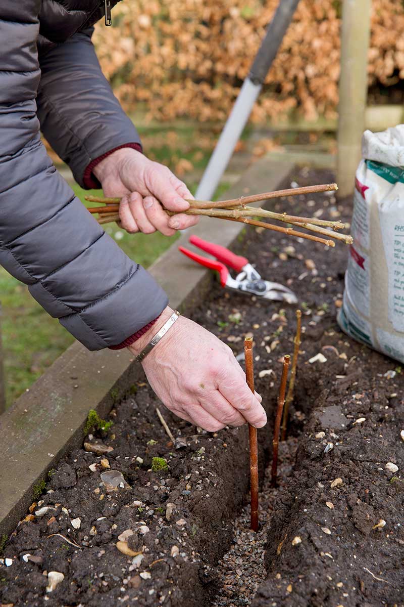 Vkladanie odrezkov do pôdy