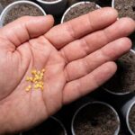 Semená papriky pripravené na výsev