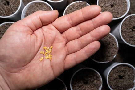 Semená papriky pripravené na výsev