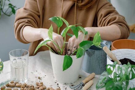 Presádzanie potosovca