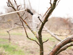 Slivky mali koncom sezóny tmavé škvrny? Nečakajte, teraz je čas zasiahnuť proti roztočcovi!