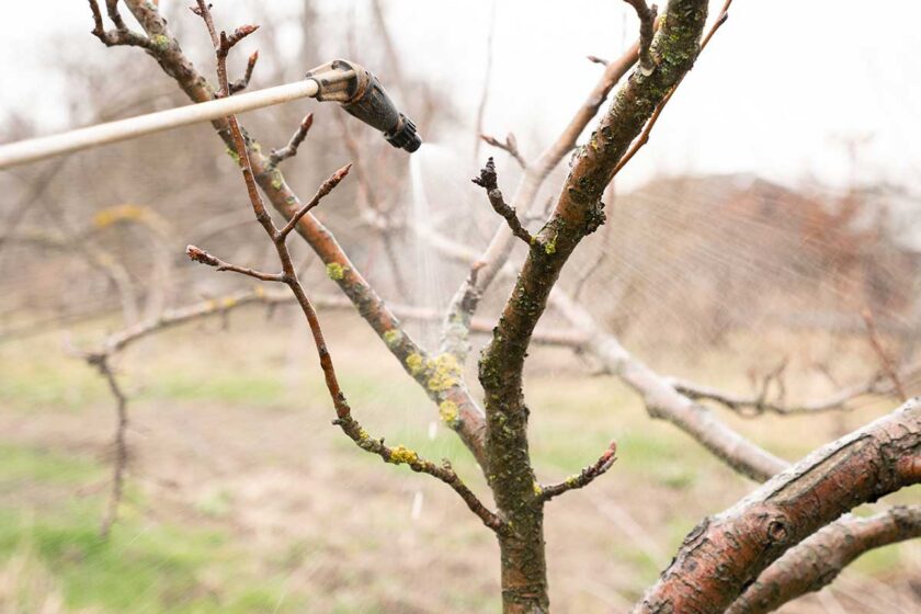 Predjarný postrek proti roztočcom na slivkách