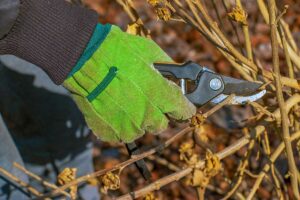 Martin Čurda radí: Ktoré druhy kvitnúcich krov rezať v tomto období a ktoré určite nie?