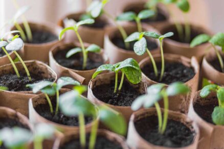 Predpestovanie v papierových rolkách