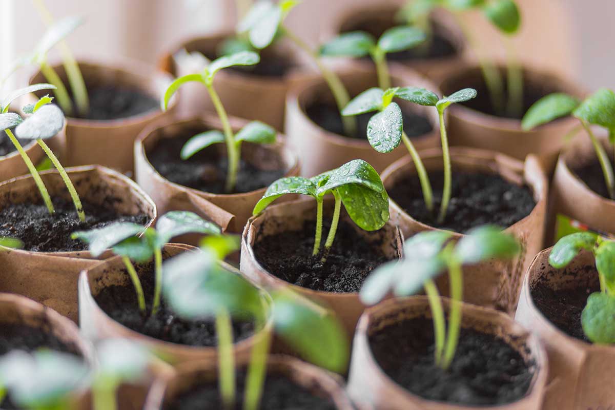 Predpestovanie v papierových rolkách