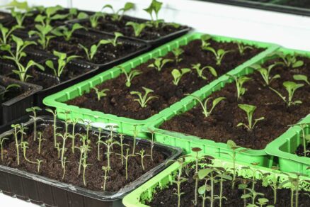 Predpestovanie letničiek