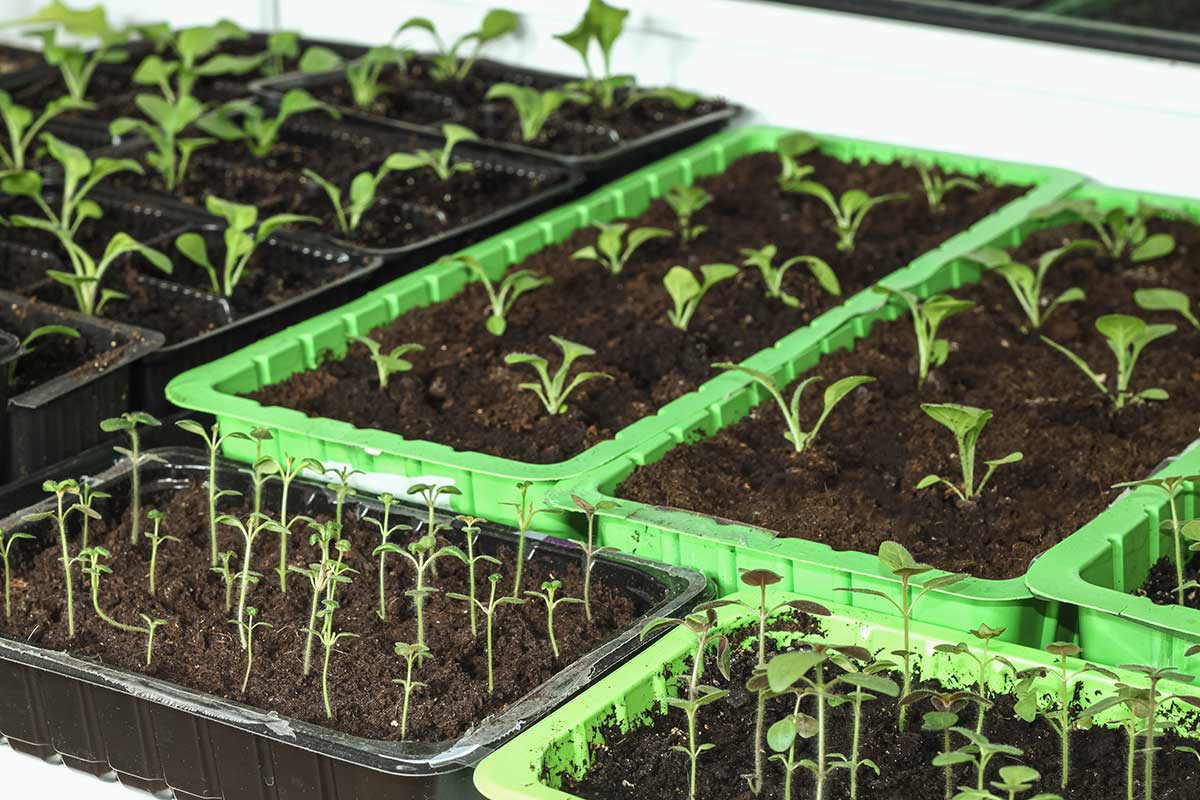 Predpestovanie letničiek