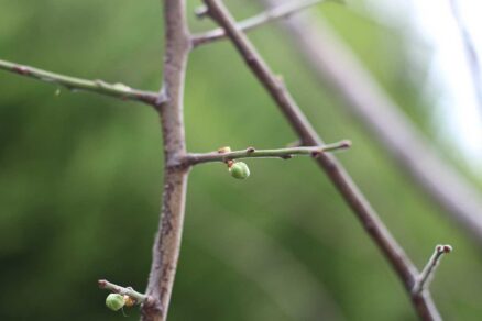 Prvé puky na slivke v jarnom období