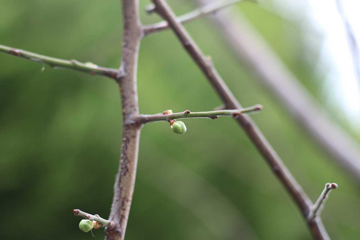 Prvé puky na slivke v jarnom období