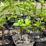 Hortenzia ako jedna z rastlín vhodná na množenie drevitými odrezkami