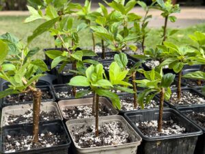 Nové dreviny zadarmo? Tieto druhy si rozmnožíte drevitými odrezkami