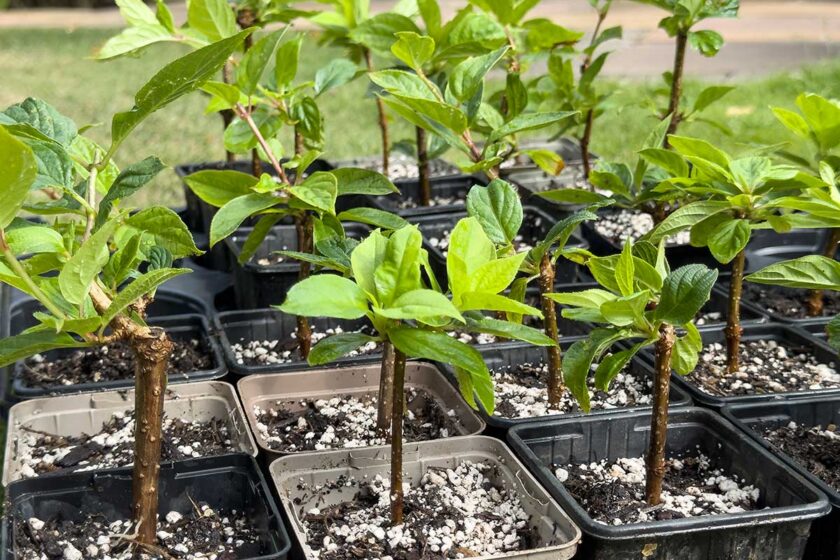 Hortenzia ako jedna z rastlín vhodná na množenie drevitými odrezkami