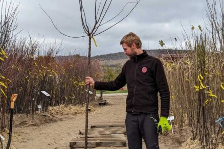 Rezom musime kompenzovať stratu korenov