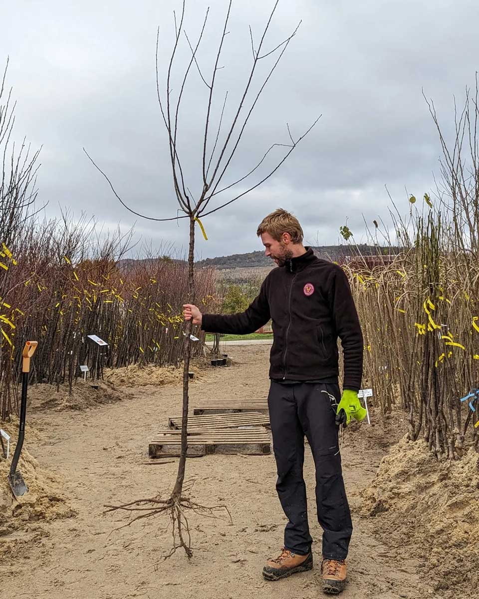 Rezom musime kompenzovať stratu korenov