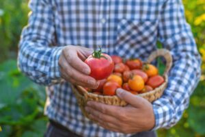 Prečo niektoré paradajky chutia lepšie než iné? Šľachtiteľ Václav Prášil vysvetľuje, čo o tom rozhoduje