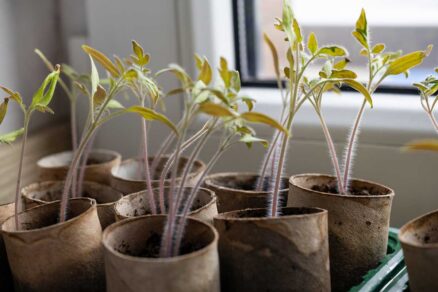 Sadenice v rolkách toaletného papiera
