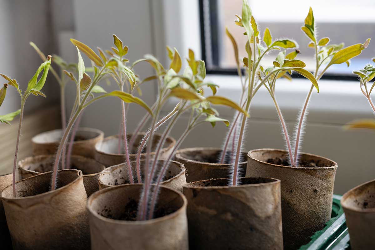 Sadenice v rolkách toaletného papiera