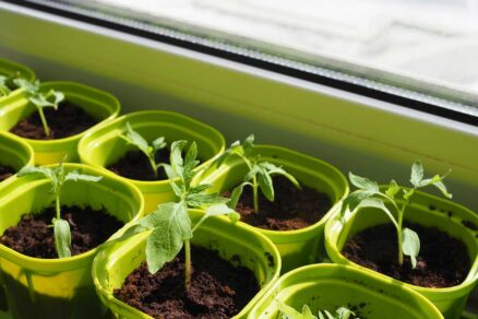 Rastúce sadenice z februárových výsevov