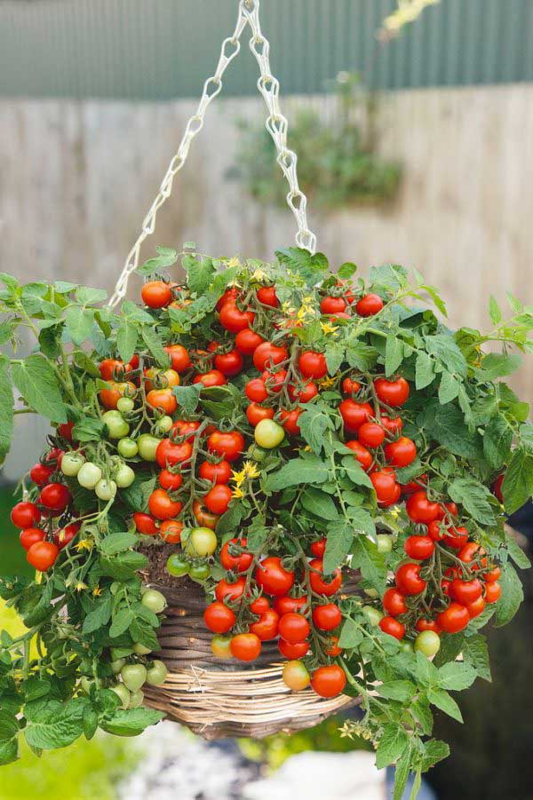 Paradajka kríčková odroda Bejbínek od SEMO