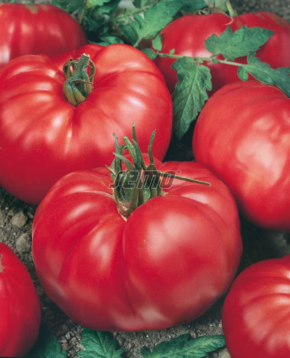 Paradajka tyčková steaková odroda Jerguš od SEMO
