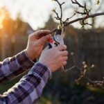 Rez dreviny záhradnými nožnicami