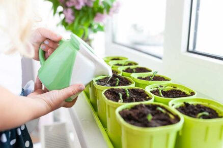 Starostlivosť o februárové výsevy zeleniny