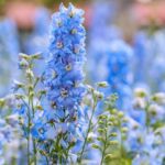 Stračonôžka ako kvet roka 2026