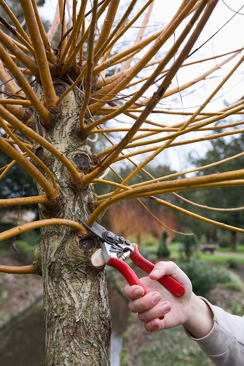 Strihanie vŕbových výhonov