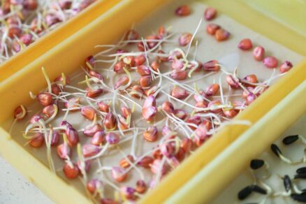 Test klíčenia semien z minulej sezóny