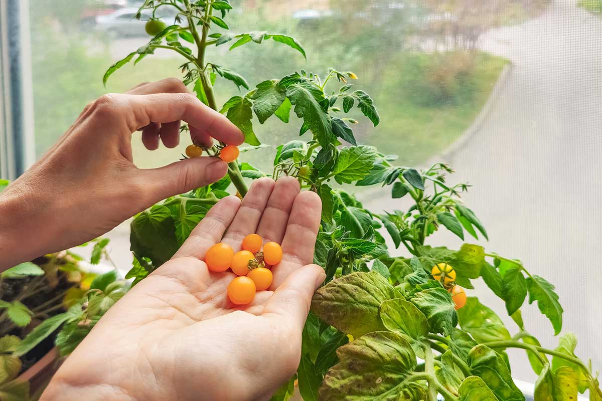 Zber žltých paradajok rastúcich v kvetináči na balkóne 
