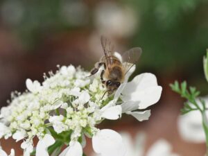 Kvety tejto letničky pripomínajú krajku. Dôvodov na jej pestovanie je však viac!